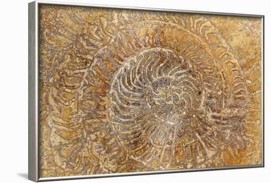 San Miguel Fossils I-Kathy Mahan-Framed Photographic Print