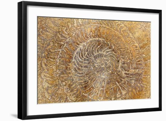 San Miguel Fossils I-Kathy Mahan-Framed Photographic Print