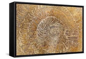 San Miguel Fossils I-Kathy Mahan-Framed Stretched Canvas