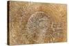 San Miguel Fossils I-Kathy Mahan-Stretched Canvas