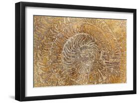 San Miguel Fossils I-Kathy Mahan-Framed Photographic Print