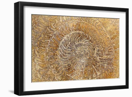 San Miguel Fossils I-Kathy Mahan-Framed Photographic Print