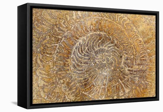 San Miguel Fossils I-Kathy Mahan-Framed Stretched Canvas