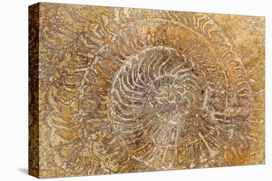 San Miguel Fossils I-Kathy Mahan-Stretched Canvas