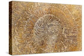 San Miguel Fossils I-Kathy Mahan-Stretched Canvas