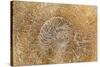 San Miguel Fossils I-Kathy Mahan-Stretched Canvas