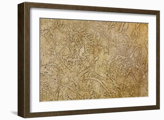 San Miguel Fossils II-Kathy Mahan-Framed Photographic Print