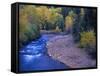 San Miguel River and Aspens in Autumn, Colorado, USA-Julie Eggers-Framed Stretched Canvas