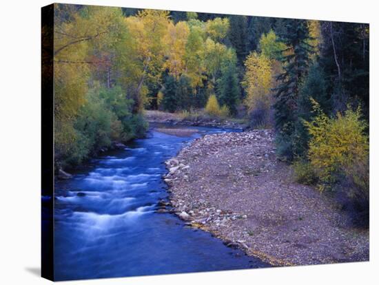 San Miguel River and Aspens in Autumn, Colorado, USA-Julie Eggers-Stretched Canvas
