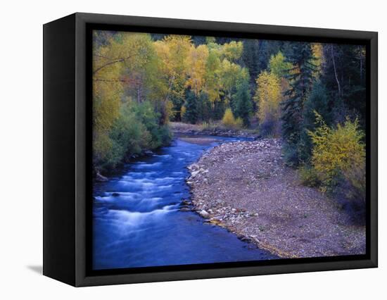 San Miguel River and Aspens in Autumn, Colorado, USA-Julie Eggers-Framed Stretched Canvas