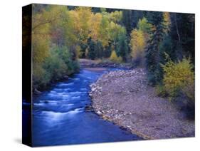 San Miguel River and Aspens in Autumn, Colorado, USA-Julie Eggers-Stretched Canvas