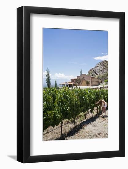 San Pedro De Yacochuya Winery in Cafayate, Salta Province, Argentina, South America-Yadid Levy-Framed Photographic Print