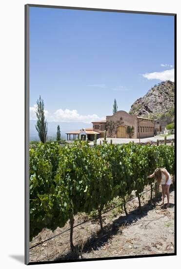 San Pedro De Yacochuya Winery in Cafayate, Salta Province, Argentina, South America-Yadid Levy-Mounted Photographic Print