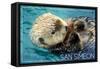 San Simeon, CA - Sea Otter-Lantern Press-Framed Stretched Canvas