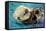 San Simeon, CA - Sea Otter-Lantern Press-Framed Stretched Canvas