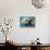 San Simeon, CA - Sea Otter-Lantern Press-Stretched Canvas displayed on a wall