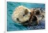 San Simeon, CA - Sea Otter-Lantern Press-Framed Art Print