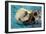 San Simeon, CA - Sea Otter-Lantern Press-Framed Art Print