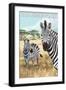 San Simeon, CA - Zebra Scene --Lantern Press-Framed Art Print