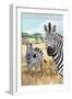 San Simeon, CA - Zebra Scene --Lantern Press-Framed Art Print