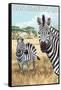 San Simeon, CA - Zebra Scene --Lantern Press-Framed Stretched Canvas