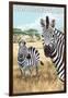 San Simeon, CA - Zebra Scene --Lantern Press-Framed Art Print