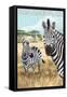 San Simeon, CA - Zebra Scene --Lantern Press-Framed Stretched Canvas