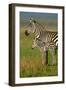 San Simeon, California - Zebra and Baby-Lantern Press-Framed Art Print