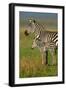 San Simeon, California - Zebra and Baby-Lantern Press-Framed Art Print