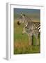 San Simeon, California - Zebra and Baby-Lantern Press-Framed Art Print