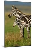 San Simeon, California - Zebra and Baby-Lantern Press-Mounted Art Print