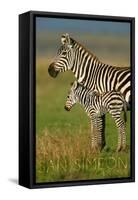 San Simeon, California - Zebra and Baby-Lantern Press-Framed Stretched Canvas