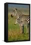 San Simeon, California - Zebra and Baby-Lantern Press-Framed Stretched Canvas