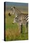 San Simeon, California - Zebra and Baby-Lantern Press-Stretched Canvas