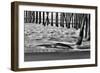 San Simeon Pier BW-Lee Peterson-Framed Photographic Print