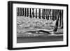 San Simeon Pier BW-Lee Peterson-Framed Photographic Print