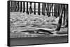 San Simeon Pier BW-Lee Peterson-Framed Stretched Canvas