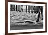 San Simeon Pier BW-Lee Peterson-Framed Photographic Print