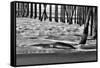 San Simeon Pier BW-Lee Peterson-Framed Stretched Canvas