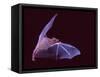 Sanborn's Long-nosed Bat, Arizona, USA-David Northcott-Framed Stretched Canvas