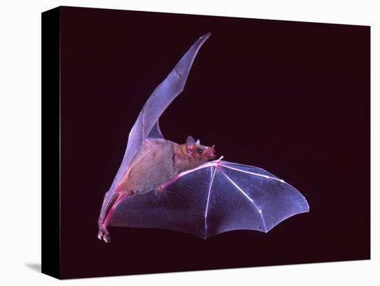 Sanborn's Long-nosed Bat, Arizona, USA-David Northcott-Stretched Canvas