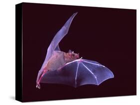 Sanborn's Long-nosed Bat, Arizona, USA-David Northcott-Stretched Canvas