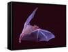 Sanborn's Long-nosed Bat, Arizona, USA-David Northcott-Framed Stretched Canvas