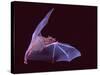 Sanborn's Long-nosed Bat, Arizona, USA-David Northcott-Stretched Canvas