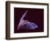 Sanborn's Long-nosed Bat, Arizona, USA-David Northcott-Framed Photographic Print