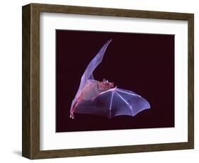 Sanborn's Long-nosed Bat, Arizona, USA-David Northcott-Framed Photographic Print