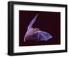Sanborn's Long-nosed Bat, Arizona, USA-David Northcott-Framed Photographic Print