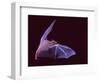 Sanborn's Long-nosed Bat, Arizona, USA-David Northcott-Framed Photographic Print