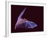 Sanborn's Long-nosed Bat, Arizona, USA-David Northcott-Framed Photographic Print