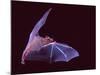 Sanborn's Long-nosed Bat, Arizona, USA-David Northcott-Mounted Photographic Print